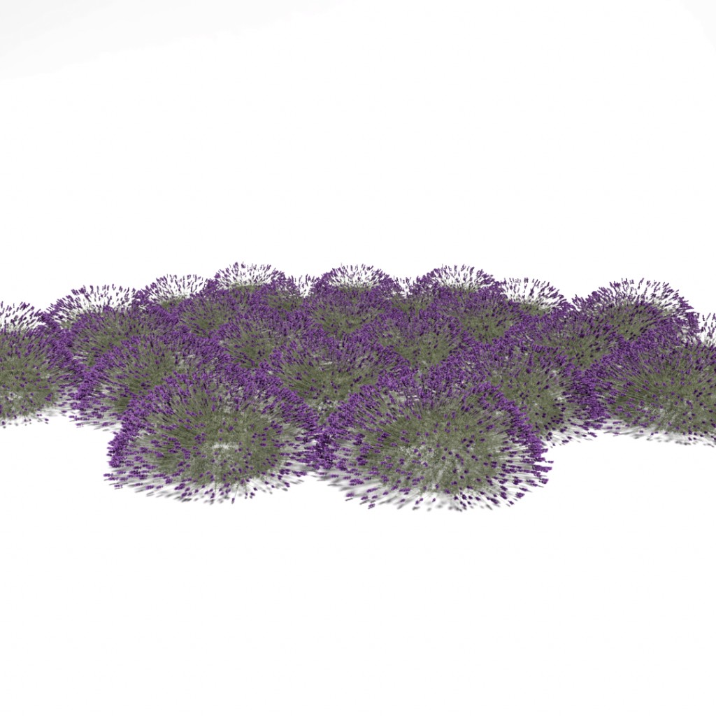 Lavandula angustifolia - shrub1 - Lavender preview image 1